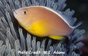  Amphiprion akallopisos (Skunk Clownfish)
