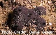  Aaptos suberitoides (Yellow-Brown Encrusting Sponge)