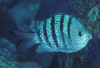  Abudefduf conformis (Marquesas Sergeant)