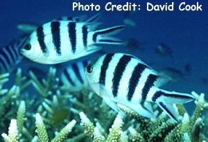  Abudefduf sexfasciatus (Scissortail Sergeant )