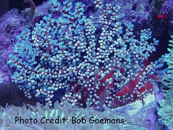  Acalycigorgia sp. (Blue Sea Fan, Blueberry Sea Fan)