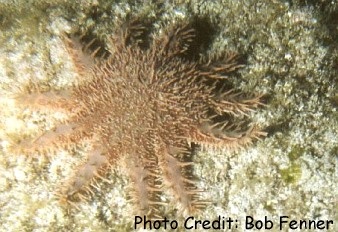  Acanthaster planci (Crown-of-Thorns Starfish)