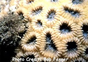  Acanthastrea faviaformis (Encrusting Pineapple Coral, Starry Cup Coral, Acans)