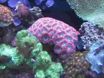  Acanthastrea lordhowensis (Acan)