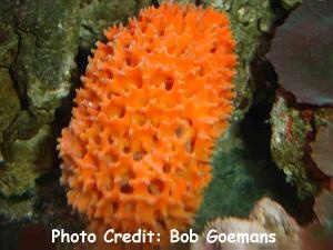  Acanthella cavernosa (Cactus Sponge, Lattice Sponge )