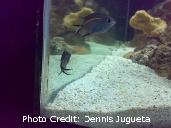  Acanthochromis polyacanthus (Spiny Chromis)