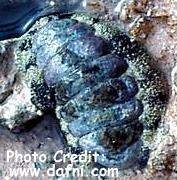  Acanthopleura vaillantii (Haddons Chiton)