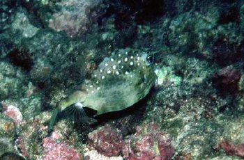  Acanthostracion notacanthus (Island Cowfish)