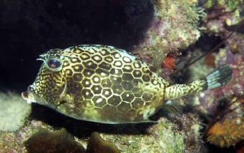  Acanthostracion polygonius (Honeycomb Cowfish)