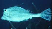  Acanthostracion quadricornis (Scrawled Cowfish)