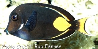  Acanthurus achilles (Achilles Tang/Surgeonfish)