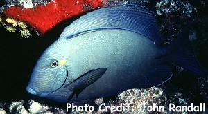  Acanthurus blochii (Ringtail Tang/Surgeonfish)