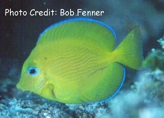  Acanthurus coeruleus (Blue Tang/Surgeonfish)