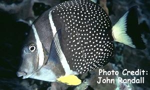  Acanthurus guttatus (Whitespotted Tang/Surgeonfish)