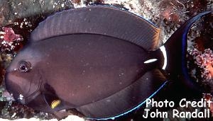  Acanthurus leucocheilus (Pale-lipped Tang/Surgeonfish)