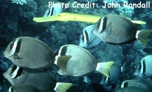  Acanthurus leucopareius (Whitebar Tang/Surgeonfish)