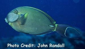  Acanthurus maculiceps (White-freckled Tang/Surgeonfish)