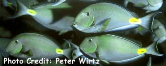  Acanthurus monroviae (Monrovia Doctorfish)