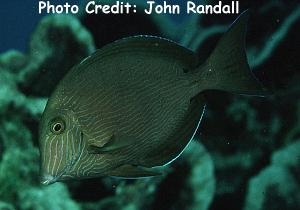  Acanthurus nigroris (Bluelined Tang/Surgeonfish)