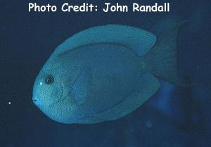  Acanthurus nubilus (Bluelined Surgeonfish)