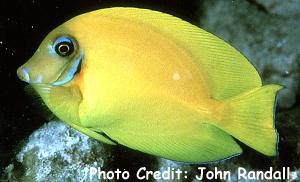  Acanthurus pyroferus (Chocolate Tang/Surgeonfish)