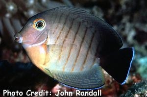  Acanthurus tristis (Indian Ocean Mimic Tang/Surgeonfish)