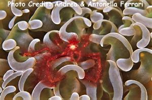  Achaeus japonicus (Orang-utang Crab)