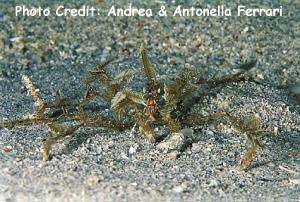  Achaeus sp. (Spider Decorator Crab)