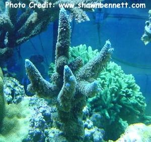  Acropora abrolhosensis (Fuzzy Staghorn Coral, Eraser-tip Coral)