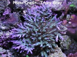  Acropora aculeus (Branching Plate Coral)