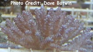  Acropora azurea (Blue Coral, Acropora azurea    )