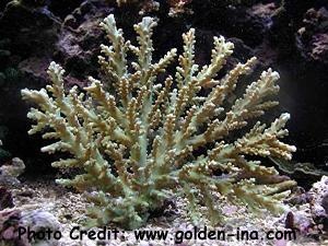  Acropora batunai (Bottlebrush Coral)