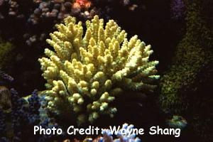  Acropora bushyensis (Bushy Acropora)