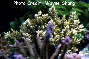  Acropora carduus (Bottlebrush Acropora)