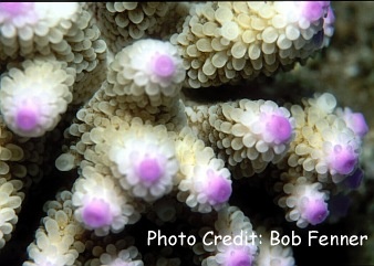  Acropora cerealis (Bushy Acropora)