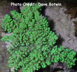  Acropora chesterfieldensis (Bush Acropora)