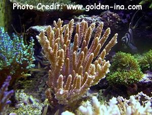  Acropora convexa (Acropora Convexa)