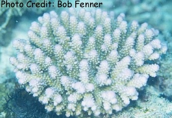  Acropora digitifera (Plate Acropora)