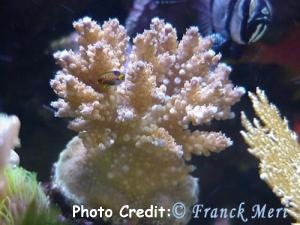  Acropora divaricata (Blue-tipped Acropora)