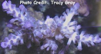  Acropora echinata (Thorny Staghorn Coral)