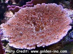  Acropora efforescens (Plate Acropora, Efflo)