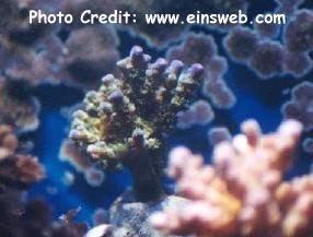  Acropora elseyi (Bottlebrush Coral)