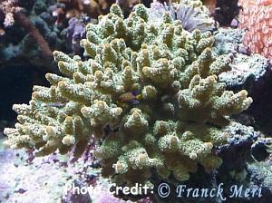  Acropora florida (Flat Branched Acropora)