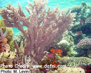  Acropora forskali (Acropora forskali)