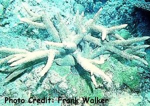  Acropora grandis (Acropora Grandis, Great Staghorn Coral)