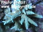  Acropora granulosa (Plating Acropora Coral)