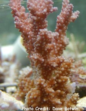  Acropora horrida (Staghorn Coral)