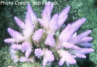  Acropora humilis (Purple Acropora, Pink Acropora)