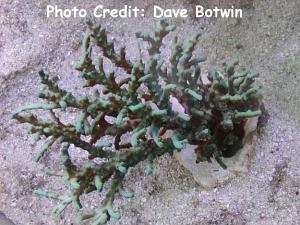  Acropora jacquelineae (Plating Acropora)