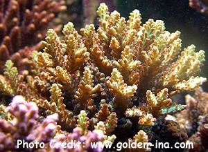  Acropora kimbeensis (Acropora kimbeensis)